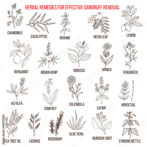 Best herbal remedies for effective dandruff removal