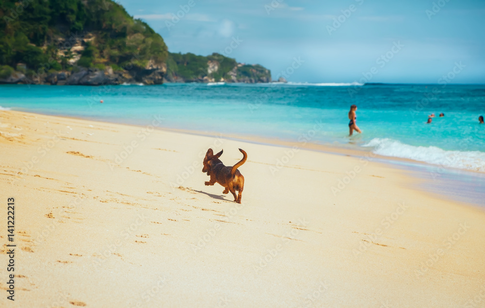 Dog having fun with waves at the beach of Bali island. Exotic landscape with scenic view of sea shore at sunny summer day in Indonesia.