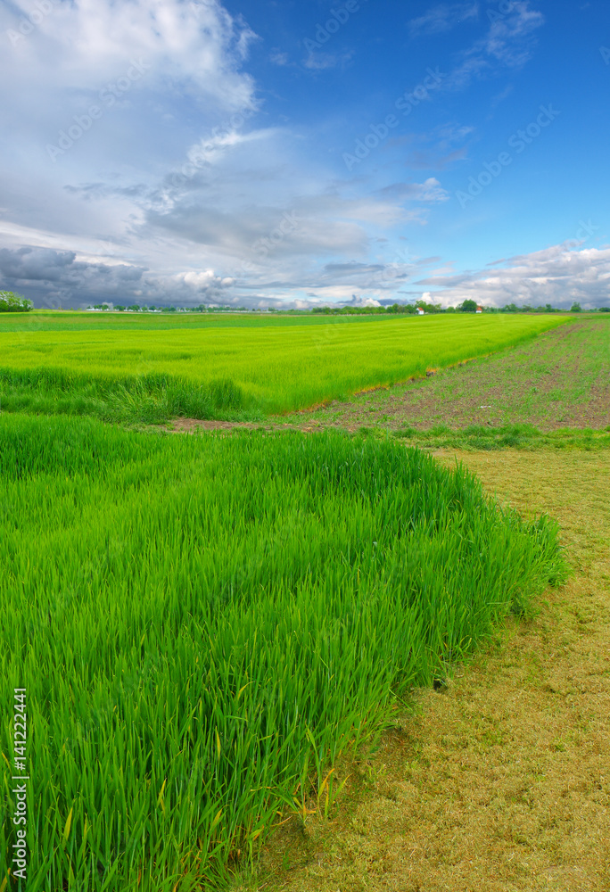 Obraz premium green wheat field