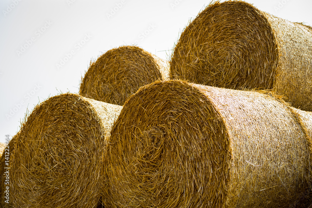 Rolls of haystacks on the field. Summer farm scenery with haystack on the Background of beautiful sunset. Agriculture Concept.Harvest concept Rolls of haystacks on the field. Summer farm scenery with haystack on the Background of beautiful sunset. Agriculture Concept.Harvest concept