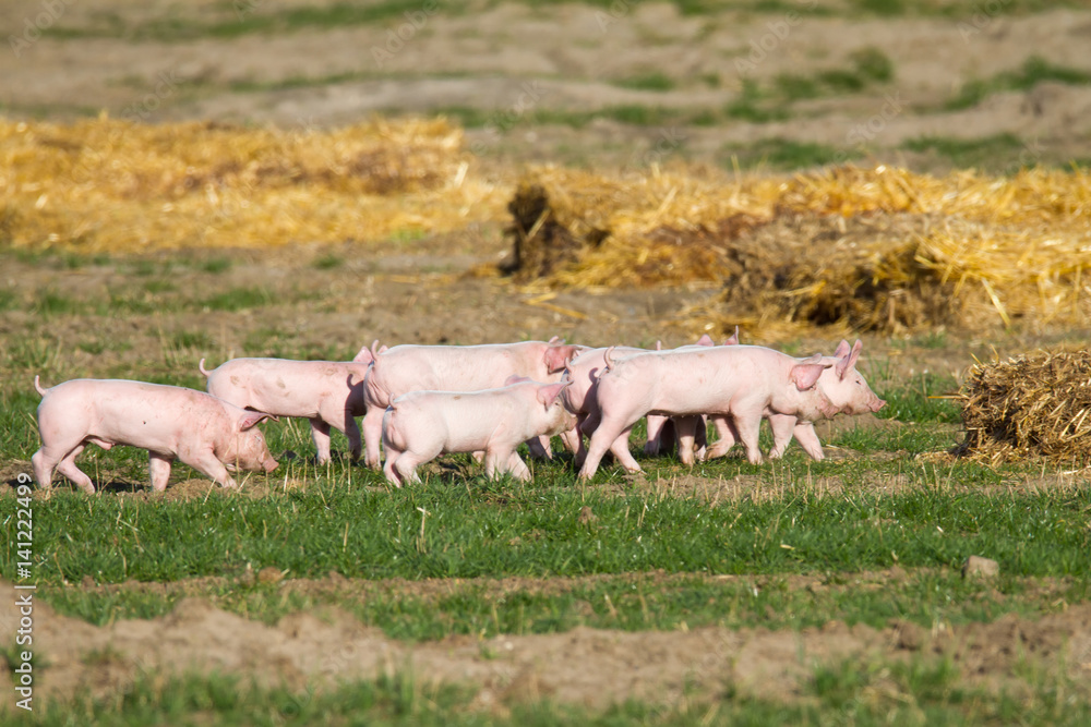 Gruppe Jungschweine marschiert auf Acker zu einer Strohreihe Gruppe Jungschweine marschiert auf Acker zu einer Strohreihe