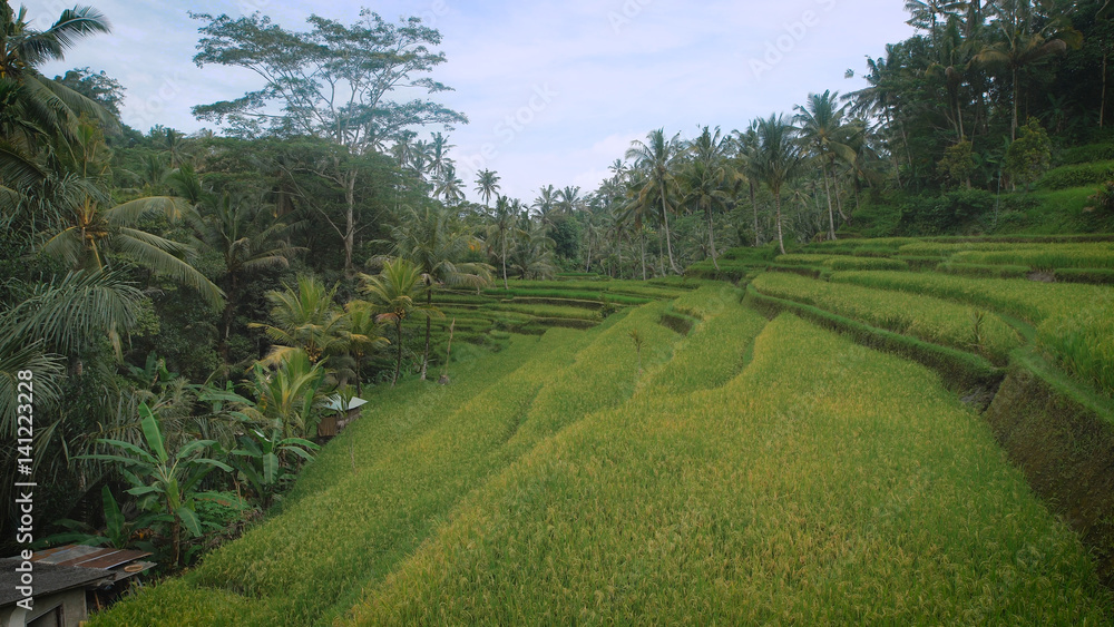 The review of rice terraces on the island of Bali. Juicy green rice fields. At the sight of smart rice terraces the spirit bewitches, and only so rice grows. It is unreal the beautiful place.