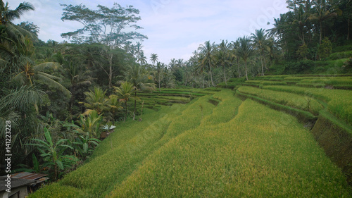 The review of rice terraces on the island of Bali. Juicy green rice fields. At the sight of smart rice terraces the spirit bewitches, and only so rice grows. It is unreal the beautiful place.