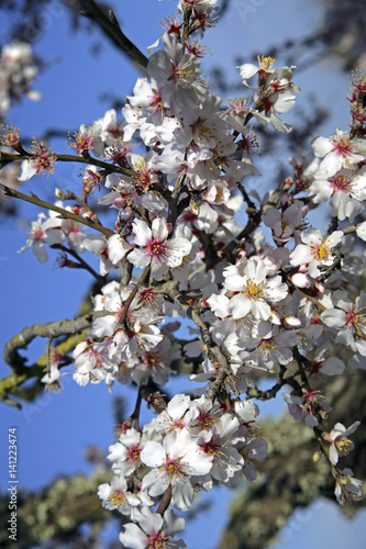 Almond Blossom in the spring on the island of Majorca, Balearic Islands, Spain, Europe