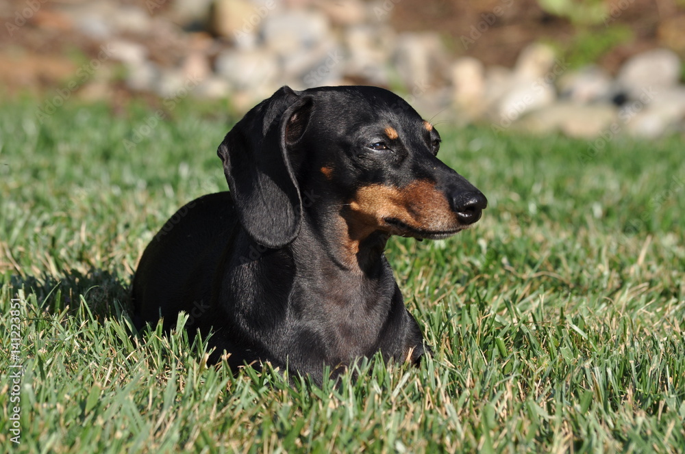 Black and Tan Dachshund in Grass