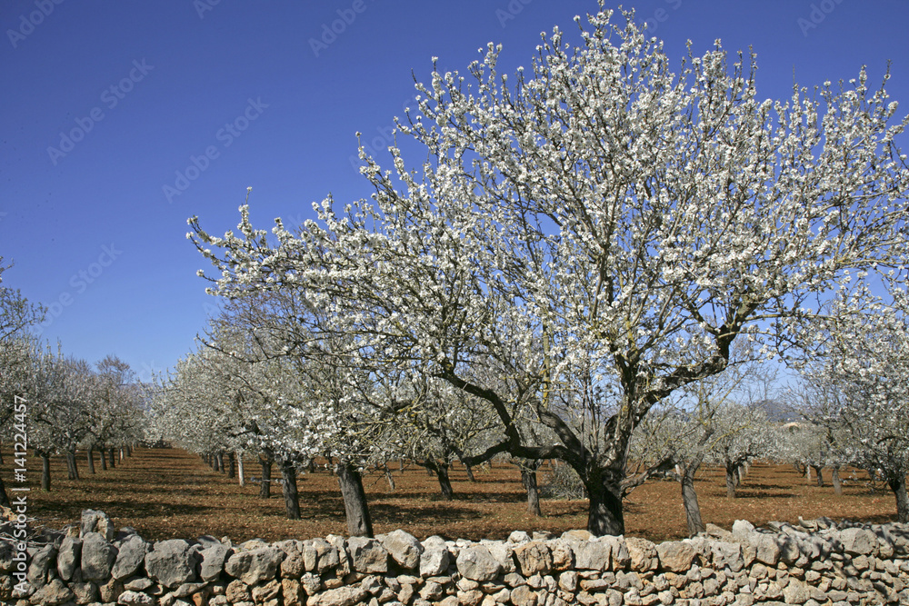 Almond Blossom in the spring on the island of Majorca, Balearic Islands, Spain, Europe