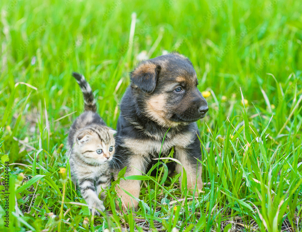 German shepherd puppy and kitten hotsell