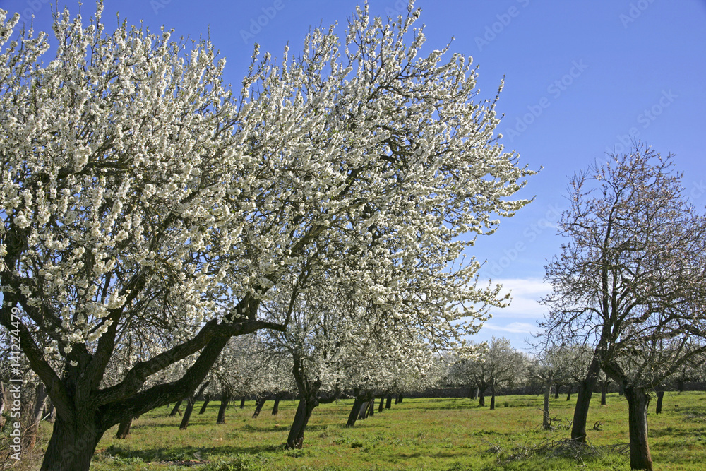 Almond Blossom in the spring on the island of Majorca, Balearic Islands, Spain, Europe Almond Blossom in the spring on the island of Majorca, Balearic Islands, Spain, Europe
