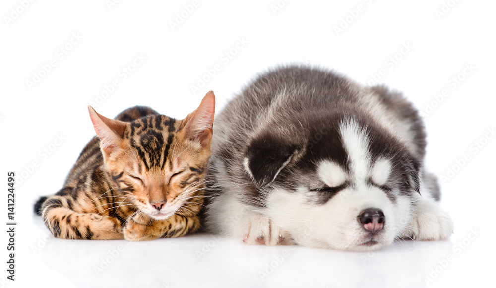 Bengal cat and Siberian Husky puppy sleeping together. isolated on white background