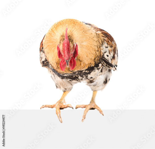 Rooster sitting on empty board and looking up. isolated on white background