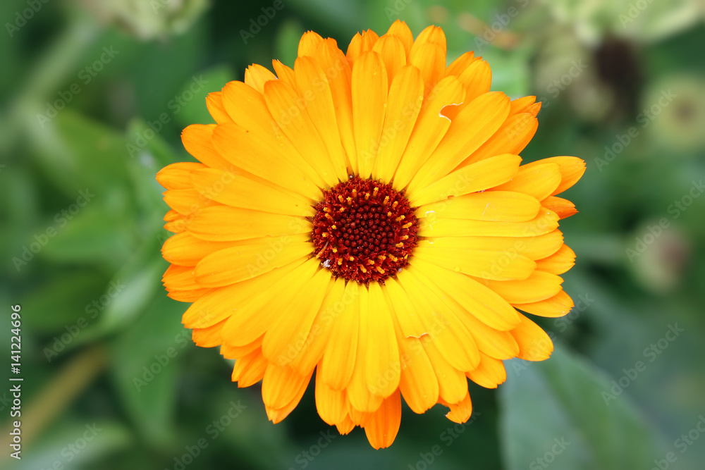 Obraz premium Bloom of marigold - medicinal herb