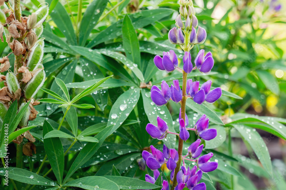 Blooming wild lupines flowers in garden. Spring background. Blooming wild lupines flowers in garden. Spring background.