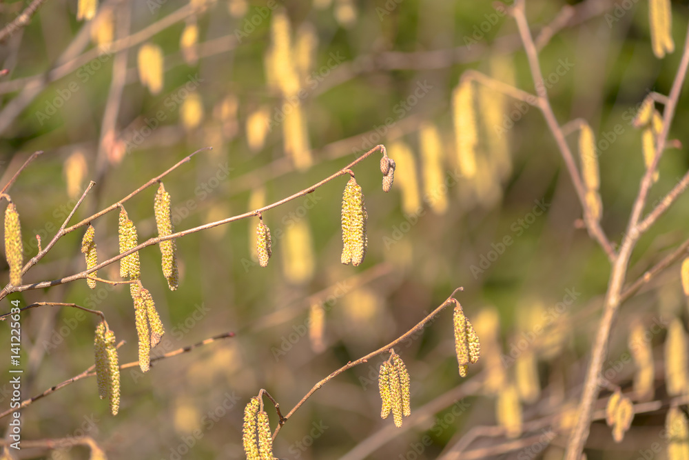 Naklejka premium Highly allergenic pollen from the hazel tree in early spring