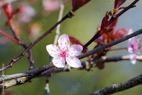Fleur de Prunus