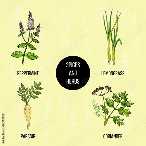 Hand drawn set of culinary herbs and spices