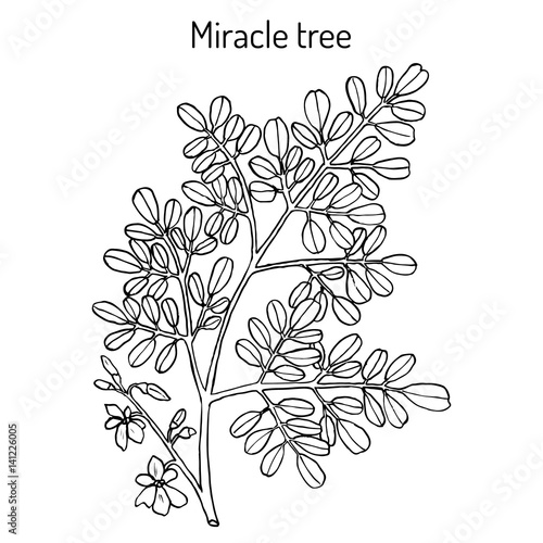 Miracle tree Moringa oleifera   medicinal plant.