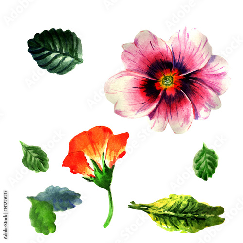 Wildflower primula flower in a watercolor style isolated. © yanushkov