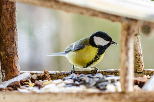 bird, chickadee, beak, wings, tail, nature, animals, manger, feather, close up
