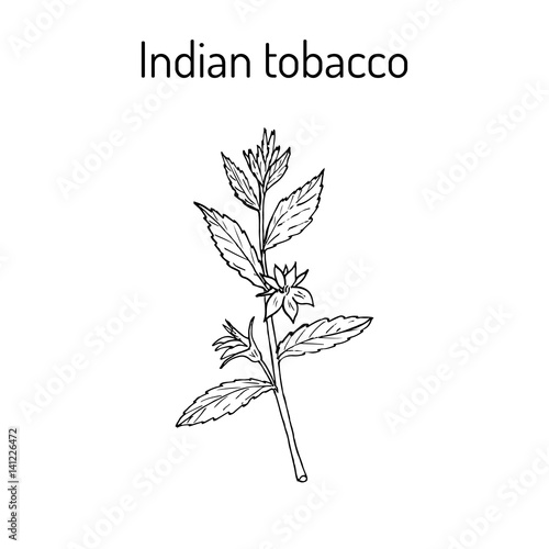 Indian Tobacco Lobelia inflata , or Asthma weed, pukeweed, gagroot, medicinal herb