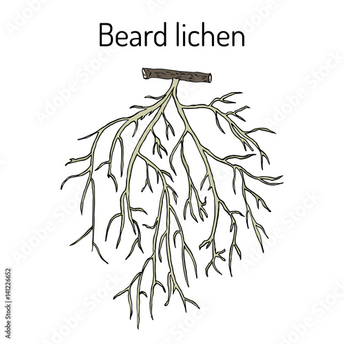 Beard lichen Usnea barbata , or tree moss