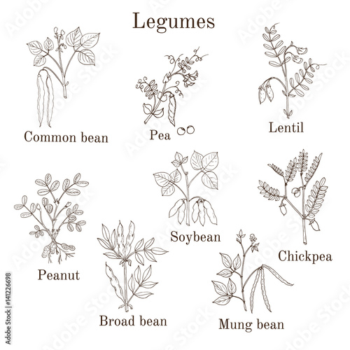 Hand drawn set of culinary agricultural legume plants