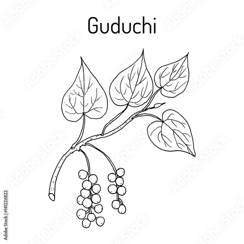 Guduchi Tinospora cordifolia , ayurvedic medicinal plant photo