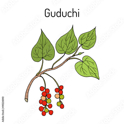 Guduchi Tinospora cordifolia , ayurvedic medicinal plant