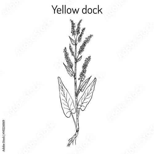 Yellow dock Rumex confertus , or parell, patience herb medicinal plant