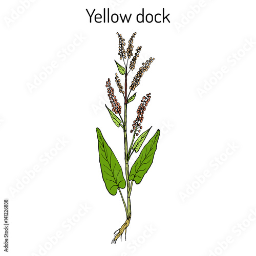 Yellow dock Rumex confertus , or parell, patience herb medicinal plant