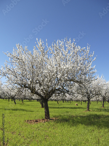 Almond Blossom in the spring on the island of Majorca, Balearic Islands, Spain, Europe