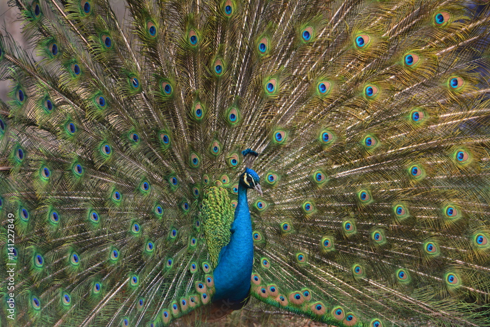 Obraz premium 孔雀因爱而开屏