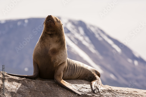 Sea lions on isla in beagle channel near Ushuaia (Argentina)
