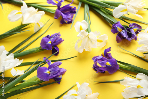 Fototapeta Naklejka Na Ścianę i Meble -  Purple and white iris flowers on yellow background