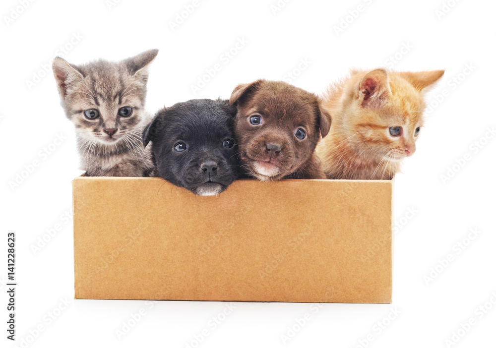 Fototapeta premium Kittens and a puppies in a box.