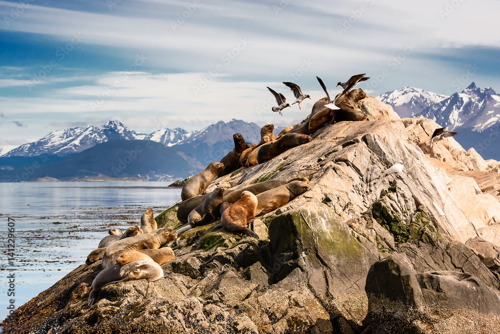 Sea lions and Albatros on isla in  beagle channel near Ushuaia (Argentina)