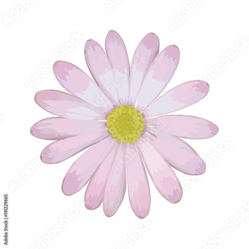 Margerite Leucanthemum isoliert