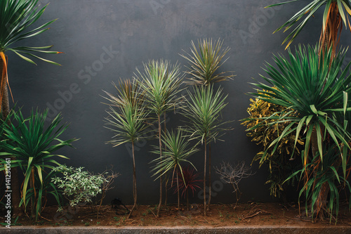 Green plants and palms against grey concrete wall with texture, Indonesia, Bali