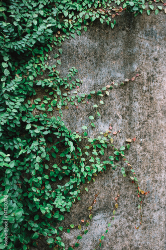 Green plant against grey concrete wall with texture, Indonesia, Bali