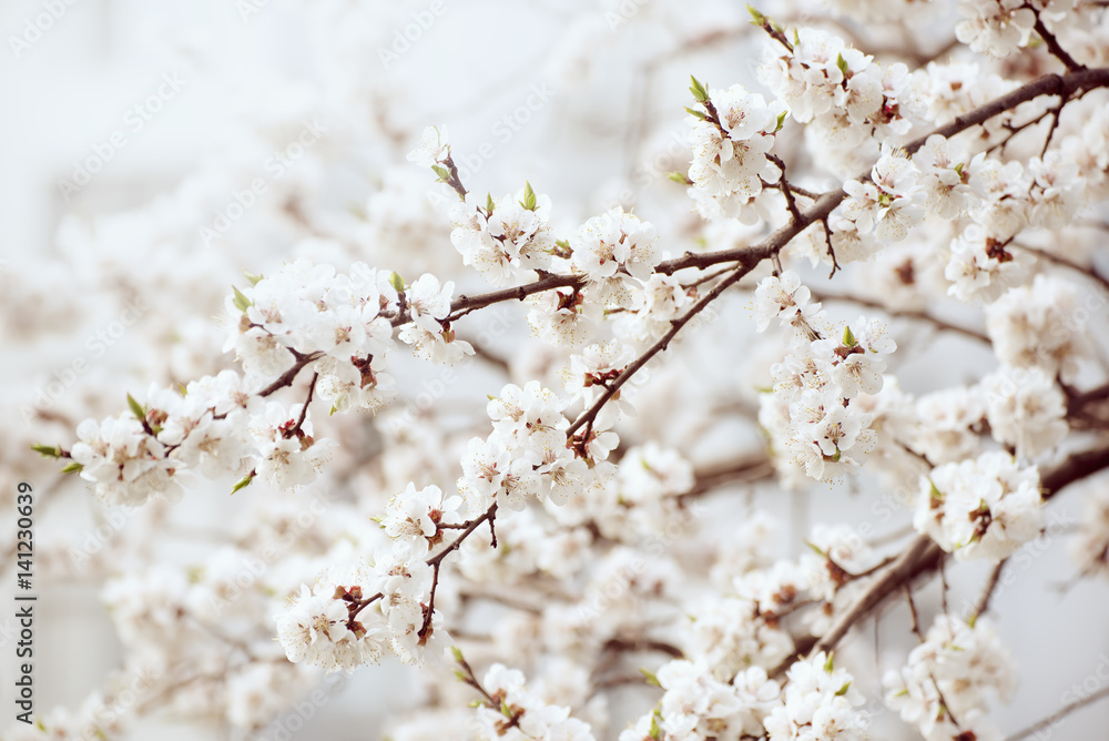Apricot tree flower with buds and blossoms blooming at springtime, vintage retro floral background Apricot tree flower with buds and blossoms blooming at springtime, vintage retro floral background