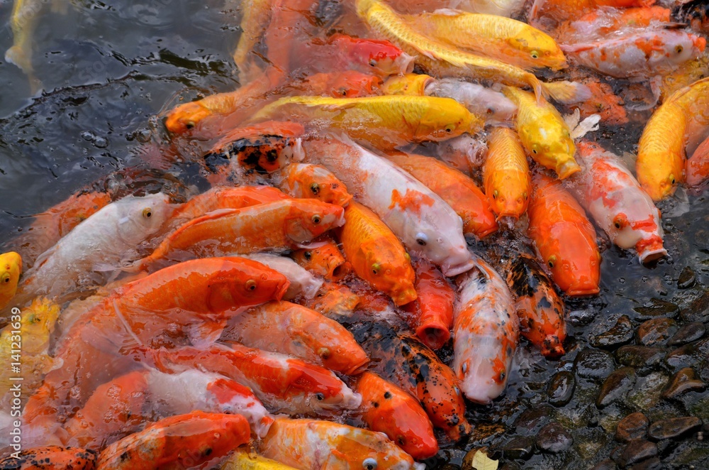 peces hambrientos peces hambrientos
