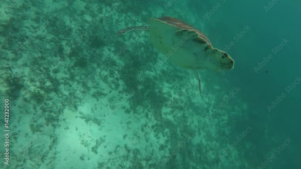 Turtle Swimming in the Caribbean Turtle Swimming in the Caribbean