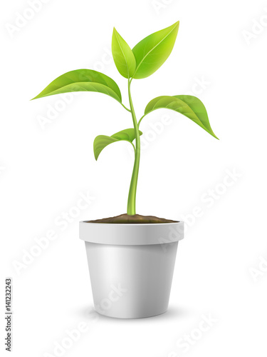 Young plant in a flowerpot. Symbol of growth, development or ecology. Vector detailed illustration, isolated on white background.