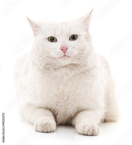 White cat.