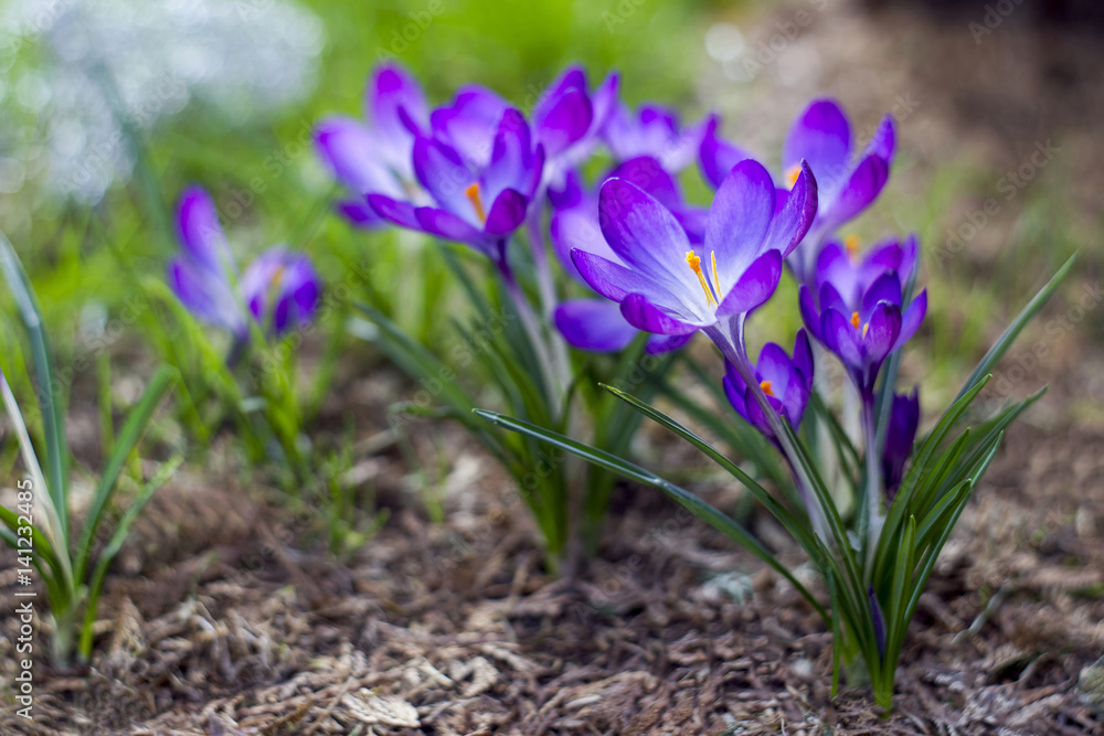 crocus - one of the first spring flowers crocus - one of the first spring flowers