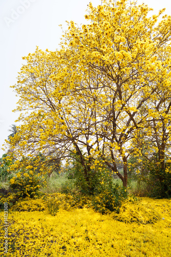 Tabebuia chrysotricha yellow flowers