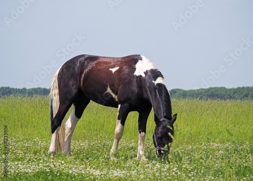 Young Pinto horse grazing on a green meadow with a clover
