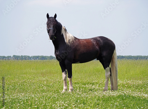 Fotografi Young Pinto horse standing on a green meadow with a clover