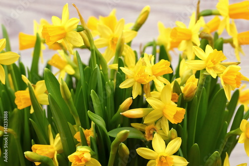 Simple composition with daffodils.