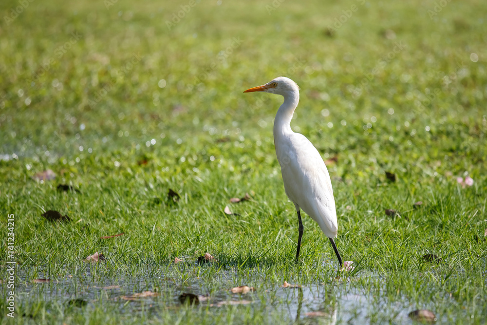 Egret on green grass at public park in Bangkok, Thailand. Egret on green grass at public park in Bangkok, Thailand.