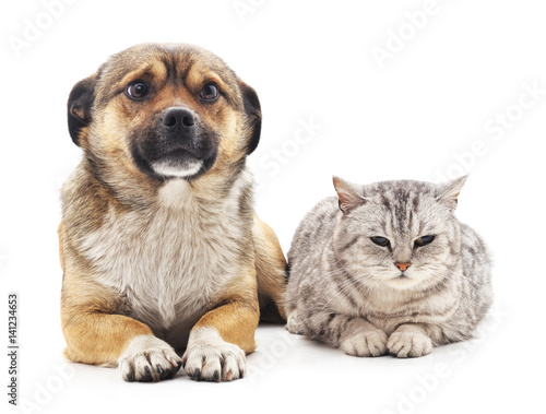 Cat and dog. © voren1